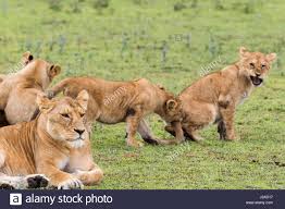 Image result for lion biting lioness tail