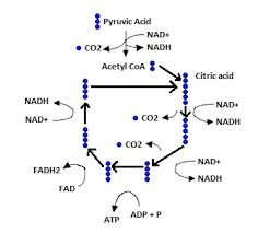 We did not find results for: The Second Stage Of Cellular Respiration Study Com