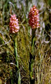 Image result for Disperis katangensis