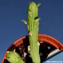 Image result for Monadenium filiforme