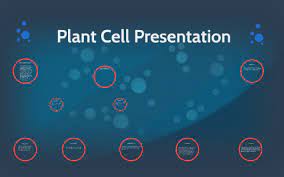 In addition to these common features, plant cells have three unique cellular structures or organelles that. Plant Cell Presentation By Boss Man