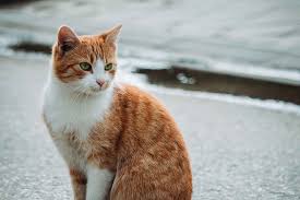 ‪How long do cats live? Ageing and your feline - Vetwest Veterinary Clinics‬‏