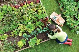 Welche gemüsesorten eignen sich für anfänger und wer gemüse selbst aussät oder jungpflanzen im handel kauft, sollte sich für möglichst robuste. Wie Man Gesundes Gemuse Im Garten Anbaut Und Aufrechterhalt