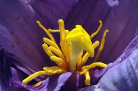 Image result for Velloziaceae