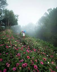 Selamat Pagi Ada Yang Lagi Berbunga2 Regran Ed From Mita Oci Roh Kyt Loc Hutan Pinus Mangunan Dlingo Bantul Yogyakar Country Roads Country Road