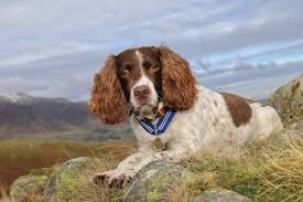 They tend to be very sweet tempered and easy to train. Max The Miracle Dog Is First Pet To Receive Pdsa Order Of Merit