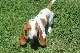 Below is a sample search of our basset hound breeders with puppies for sale. Miniature Basset Hounds Melbourne Fl Page 1 Line 17qq Com