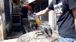 Harga Ayam Bangkok Kaki Hijau Ayampetarung Com