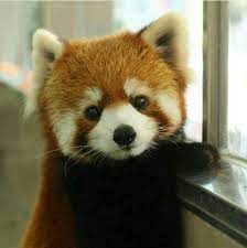 Red Panda Look At The Face Red Panda Cute Baby Animals Cute Animals