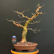 Image result for Commiphora mossambicensis