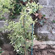 Ceanothus impressus lemon & lime 'cov'. Ceanothus Lemon And Lime California Lilac Lemon And Lime Uploaded By Charliebaisden85