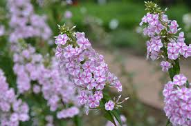 Image result for Motandra paniculata