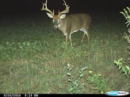 Top 10 Most Popular Camera Forest Hunting Near Me And Get Free Shipping A688
