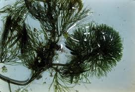 Image result for Cabombaceae