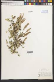 Image result for Aeschynomene stolzii