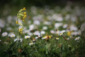 Spring flowers good for bees. Eurekalert Science News Releases
