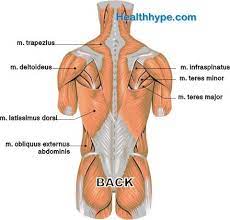 This could indicate a torn muscle or ligament, or a problem with an internal organ in the back or side. Pin On Muscles