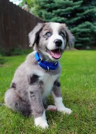 Australian Shepherd Black And White Dog With Blue Eyes Awe Tap The Pin For The Most Adorable Pawtastic Fur Baby Apparel You Ll Love The Dog Clothes And Cat Clot Puppies Shepherd Puppies Collie Puppies