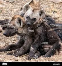 Pretty hyena hi-res stock photography and images - Alamy