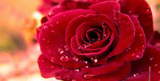 Resultado de imagen de rosas