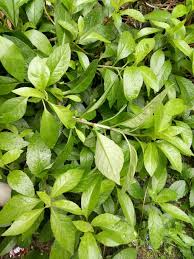 We did not find results for: 87 Gambar Daun Sambung Nyawa Paling Bagus Gambar Pixabay
