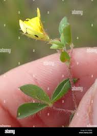 Image result for Argyrolobium tuberosum