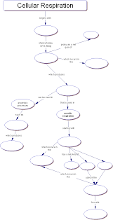 Concept Map Cellular Respiration