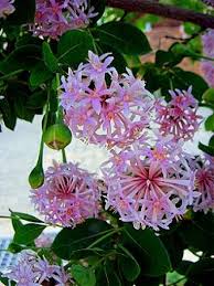 Image result for Dais cotinifolia