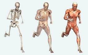 Types of muscles bones and muscles yoga anatomy. Muscles And Bones Muscles And Bones Glogster Edu Interactive Multimedia Posters