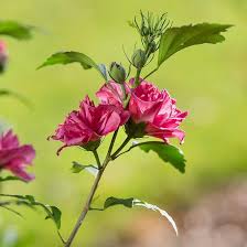 Image result for Hibiscus Red 2015 Vito