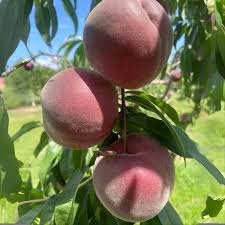 Image result for Vepris whitei