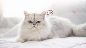 Meskipun kucing ini hasil kawin silang dengan kucing persia, harga kucing anggora campuran persia tidaklah terlalu mahal. Jangan Sampai Salah Ini Ciri Harga Dan Cara Merawat Kucing Persia Orami