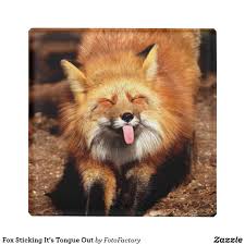 Fox Sticking It S Tongue Out Glass Coaster Zazzle Com Funny Fox Cute Fox Fox