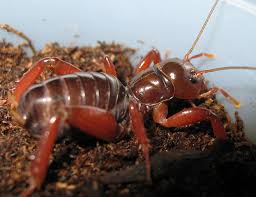 Image result for Stenostelma