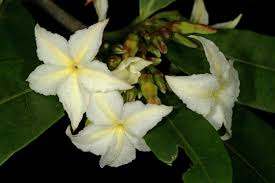 Image result for Mascarenhasia