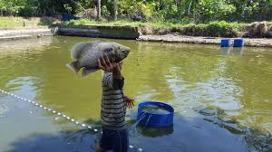 4 Tahapan Penting Dalam Perawatan Kolam Ikan Gurame Griya Arka Kendal