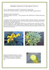 Image result for Aponogeton rehmannii