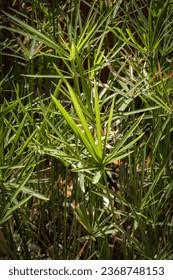 Image result for Cyperus margaritaceus