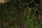 Image result for Carex chlorosaccus