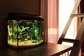 February 26, 2020 13 mins read. How To Keep A Fish Tank Clean Without Changing The Water