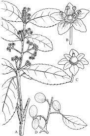 Image result for Hippocratea apocynoides