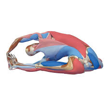 Maybe you would like to learn more about one of these? Parivrtta Janu Sirsasana Revolving Head To Knee Pose This Pose Resembles Parighasana But Differs In That The Bended Leg Is Placed In A Manner Similar To Janu Sirsasana The Knee Can Be