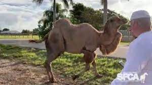 Look at our bubba living his best life at black beauty ranch in texas!!! Bubba S Next Chapter Youtube