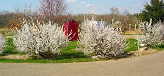 We did not find results for: Nanking Cherry And Sour Cherry The Art Of Creating Gardens