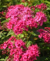 Bluhende Straucher Spierstraucher Zieren Den Garten Straucher Garten Spierstrauch Bepflanzung