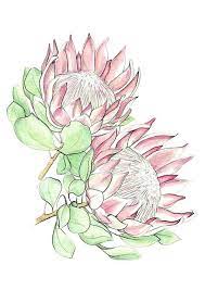 Pin By Petrodanelle Du Plessis On To Paint Protea Art Card Illustration Flower Drawing