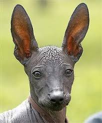 Xoloscuintles contratacan luego asen / wowf llevan victoria en. 23 Xolos Ideas Xoloitzcuintli Mexican Hairless Dog Hairless Dog