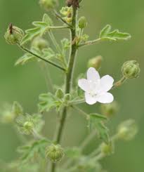 Image result for Pavonia leptocalyx