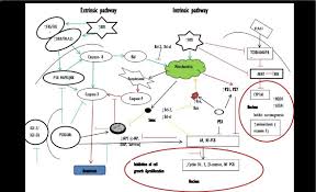 Food and drug administration, which regulates food labeling through the national labeling and education act Anticancer Effect Of Camel S Milk And Urine Cm Cu Cm Cu Induce Download Scientific Diagram