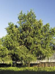 A mexican cypress, taxodium mucronatum (family cupressaceae), which can attain great girth, commonly grown as an ornamental and also important for the production of. Iteso Ahuehuete Sabino